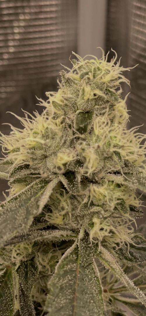 First 🌱💚. Week 14