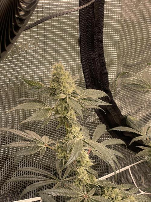 First 🌱💚. Week 14