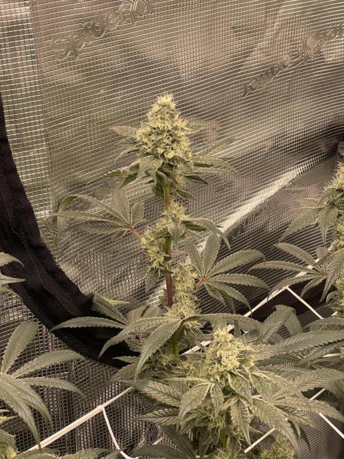 First 🌱💚. Week 14