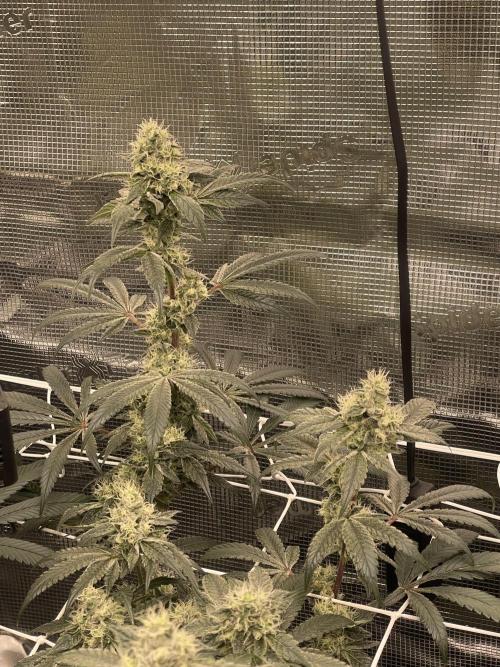 First 🌱💚. Week 14