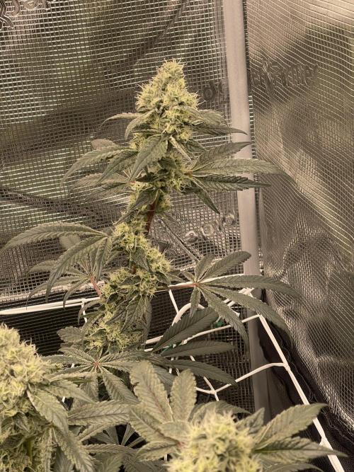 First 🌱💚. Week 14