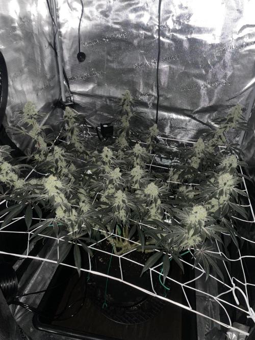 Ice Cream Cake. Week 14