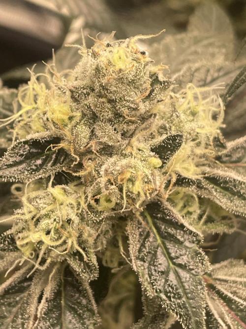 First 🌱💚. Week 15