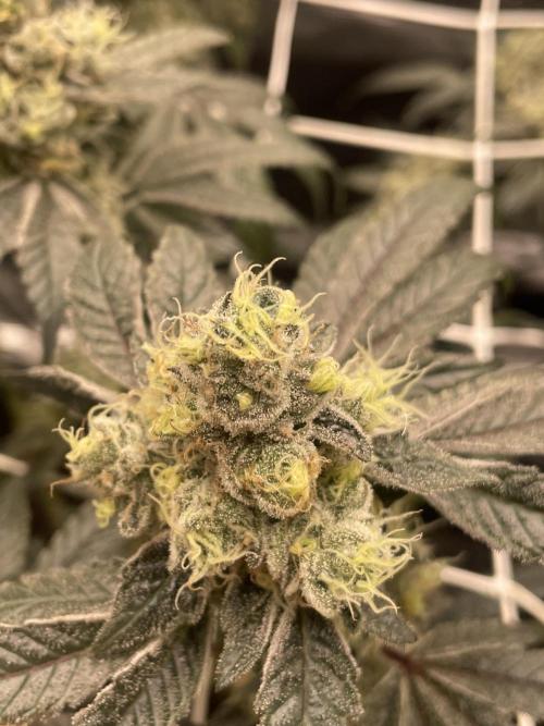 First 🌱💚. Week 16