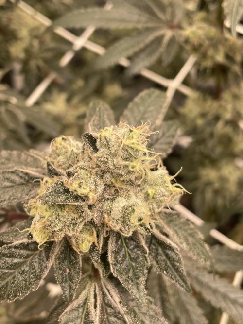 First 🌱💚. Week 16