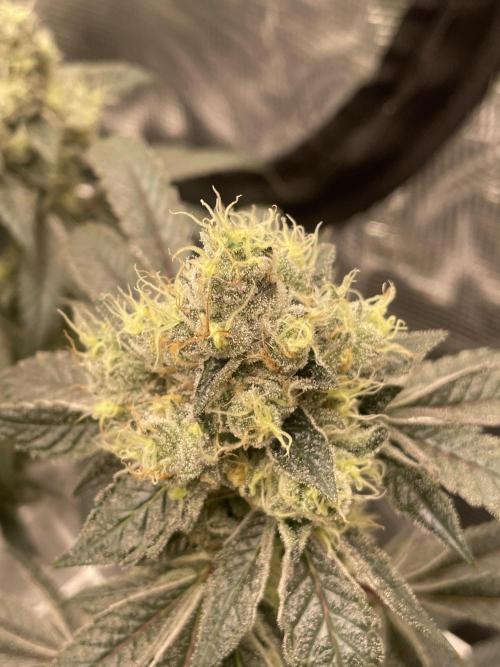 First 🌱💚. Week 16