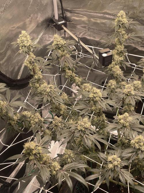 First 🌱💚. Week 16