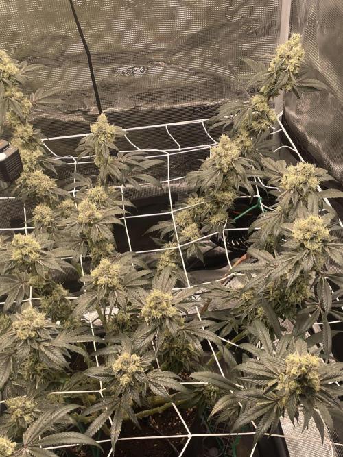 First 🌱💚. Week 16