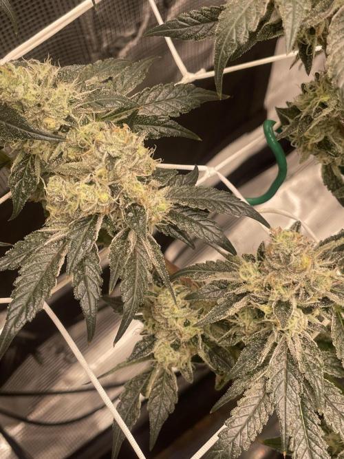 First 🌱💚. Week 16