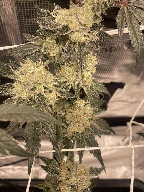 First 🌱💚. Week 16