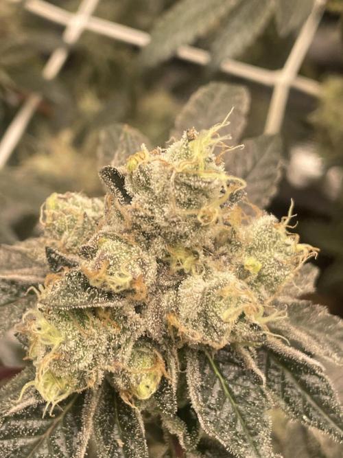 First 🌱💚. Week 17