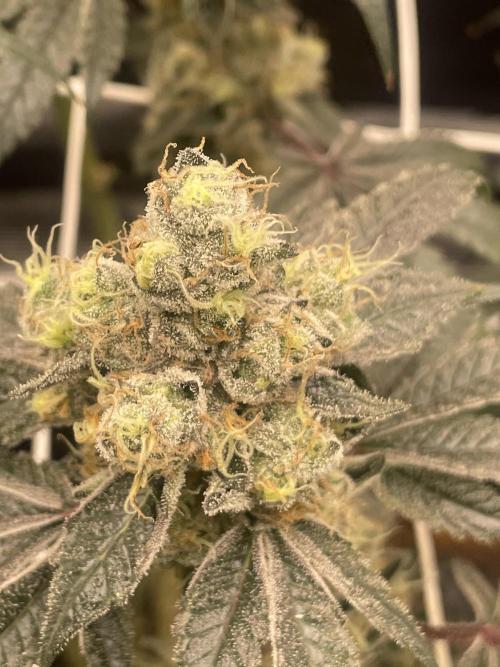 First 🌱💚. Week 17
