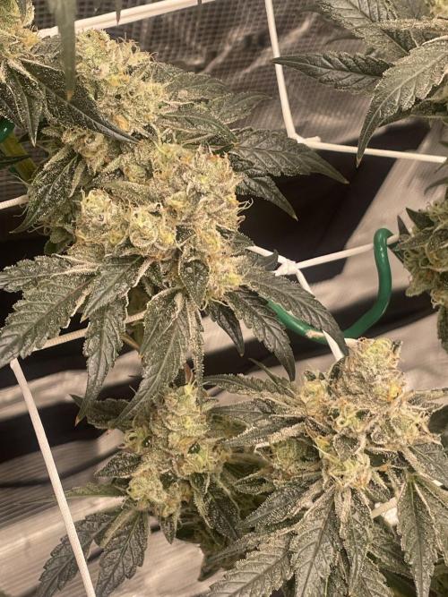 First 🌱💚. Week 17