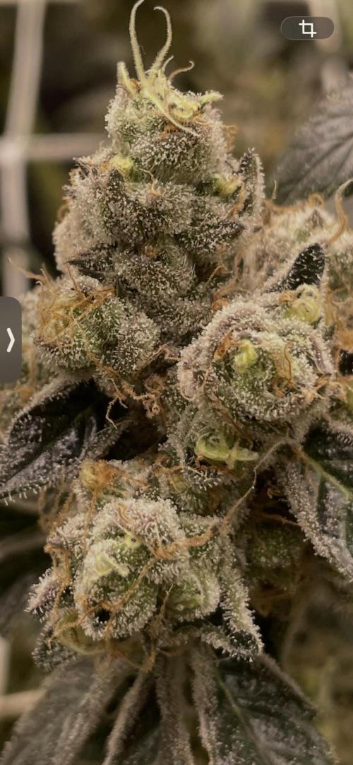 Ice Cream Cake. Week 18