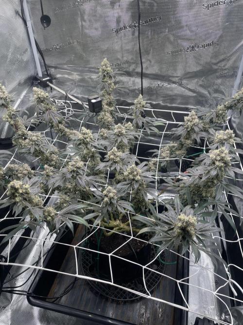 First 🌱💚. Week 18