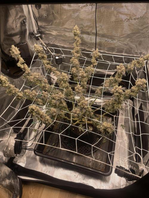 First 🌱💚. Week 18