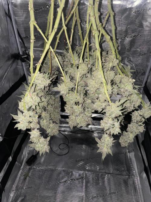 First 🌱💚. Week 18