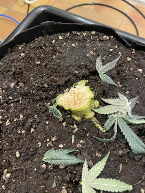First 🌱💚. Week 18