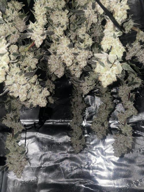 Ice Cream Cake. Week 18