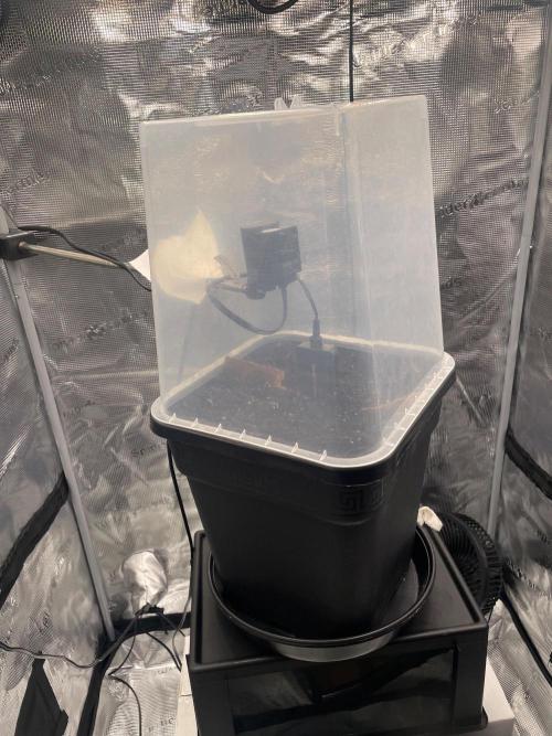 #2 Pineapple Chunk 🌱. Week 0