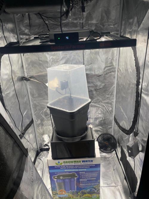 #2 Pineapple Chunk 🌱. Week 0