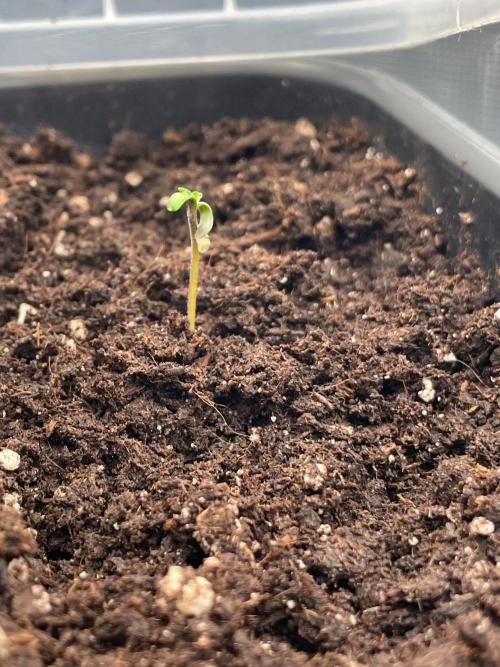 #2 Pineapple Chunk 🌱. Week 0