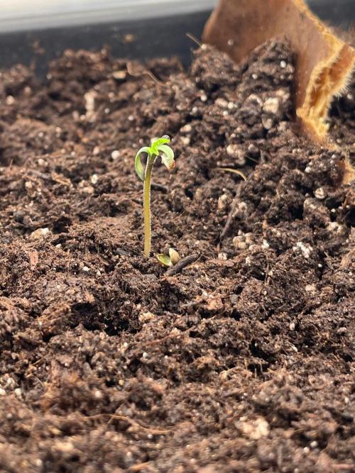 #2 Pineapple Chunk 🌱. Week 0