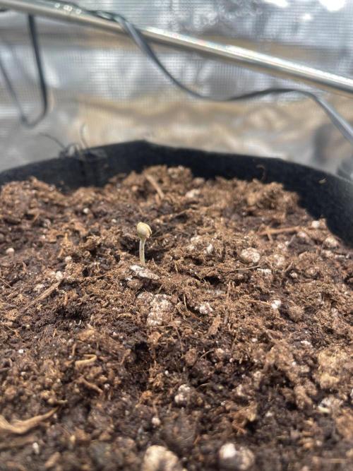 #3 RS11 x Banana OG. Week 0