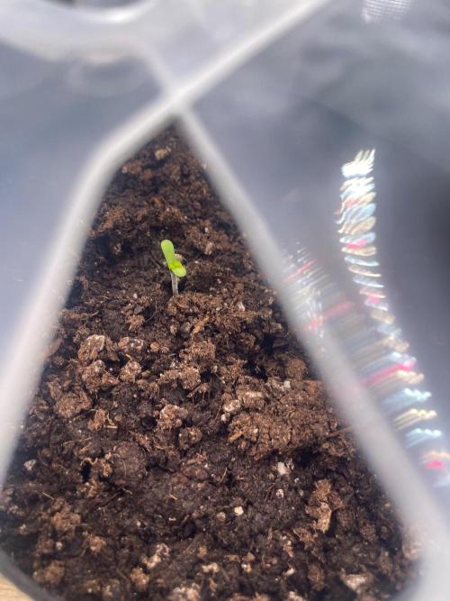 #3 RS11 x Banana OG. Week 0