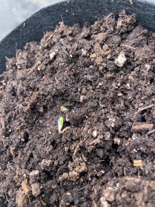 #3 RS11 x Banana OG. Week 0