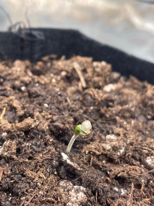 #3 RS11 x Banana OG. Week 0