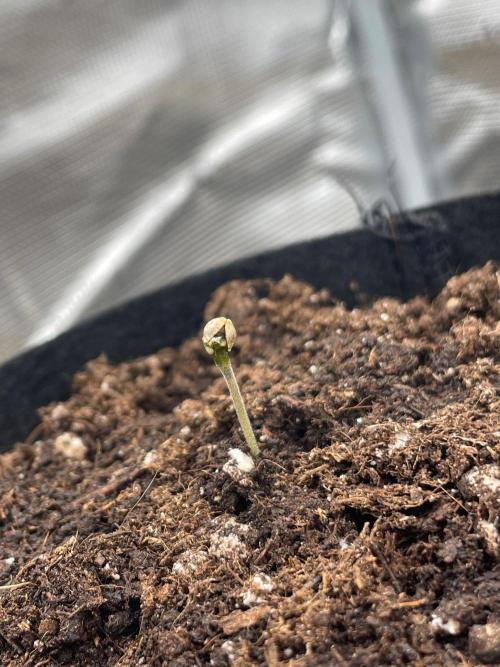 #3 RS11 x Banana OG. Week 0