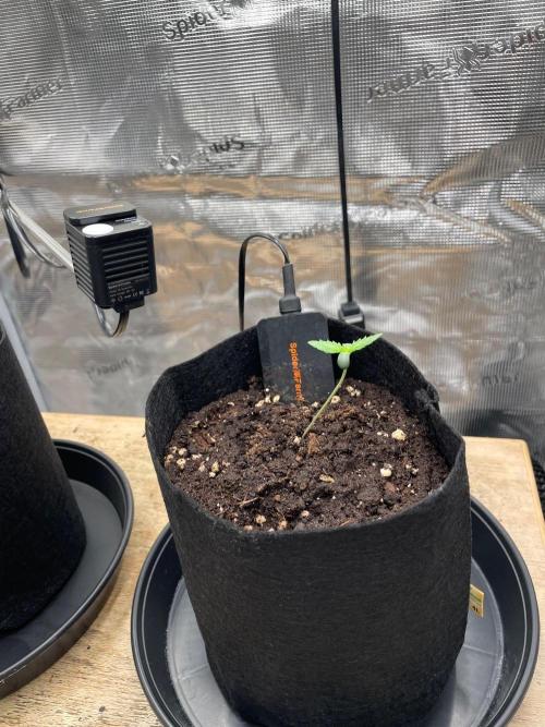 #3 RS11 x Banana OG. Week 0