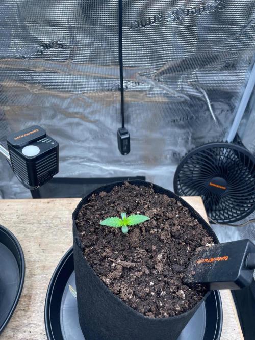 #3 RS11 x Banana OG. Week 0