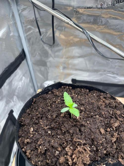 #3 RS11 x Banana OG. Week 0