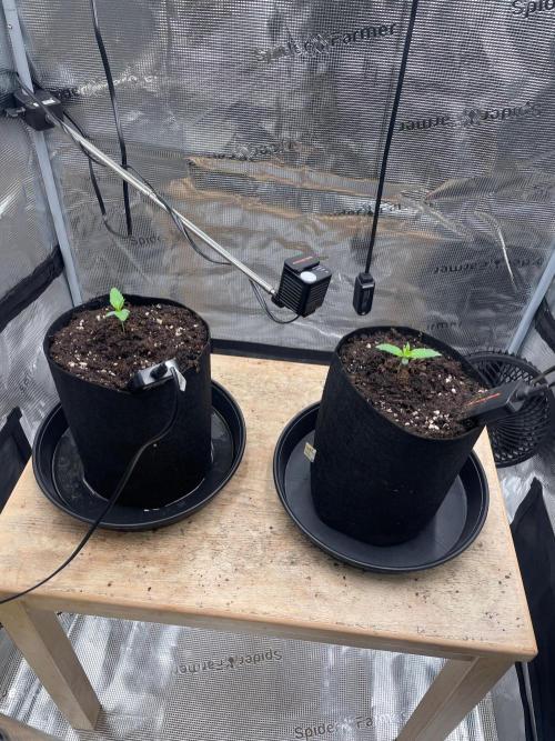 #3 RS11 x Banana OG. Week 0