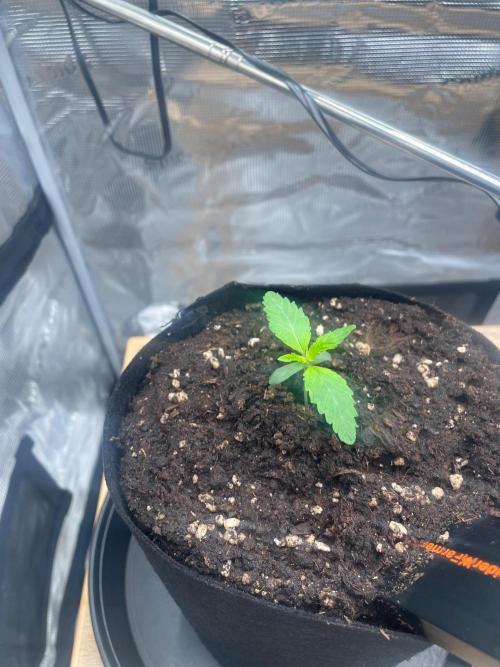 #3 RS11 x Banana OG. Week 1