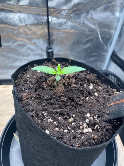 #3 RS11 x Banana OG. Week 1