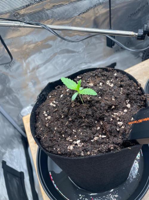 #3 RS11 x Banana OG. Week 1