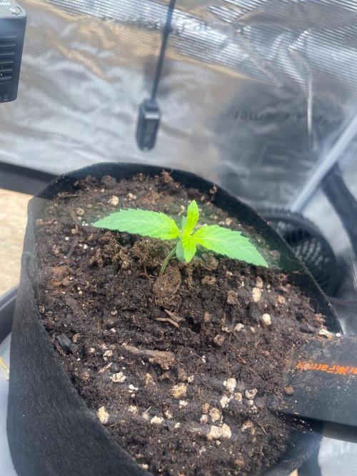 #3 RS11 x Banana OG. Week 1