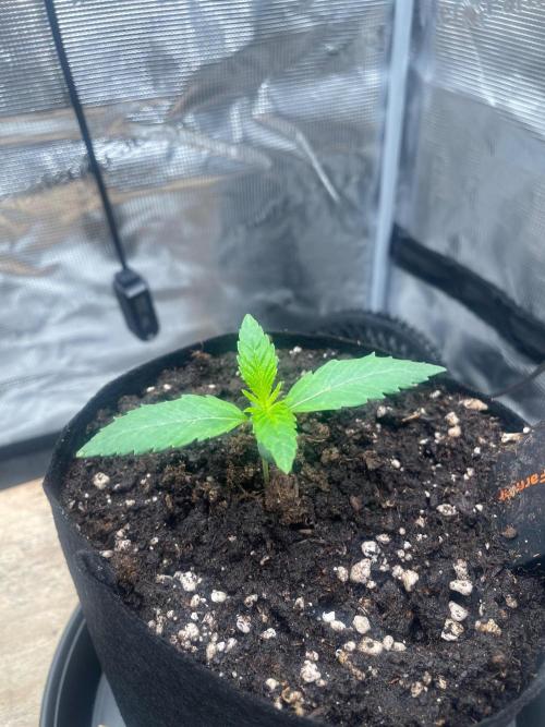#3 RS11 x Banana OG. Week 1