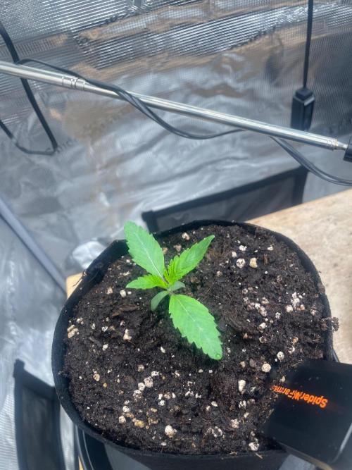 #3 RS11 x Banana OG. Week 1