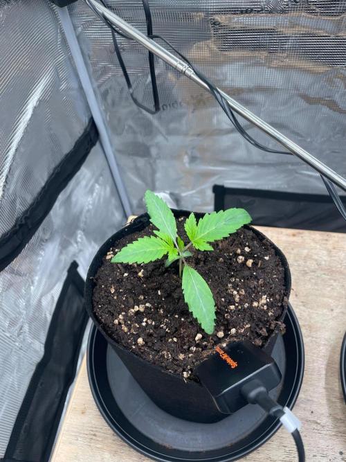 #3 RS11 x Banana OG. Week 1