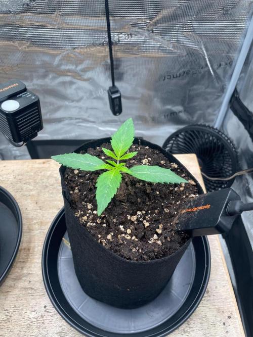 #3 RS11 x Banana OG. Week 1