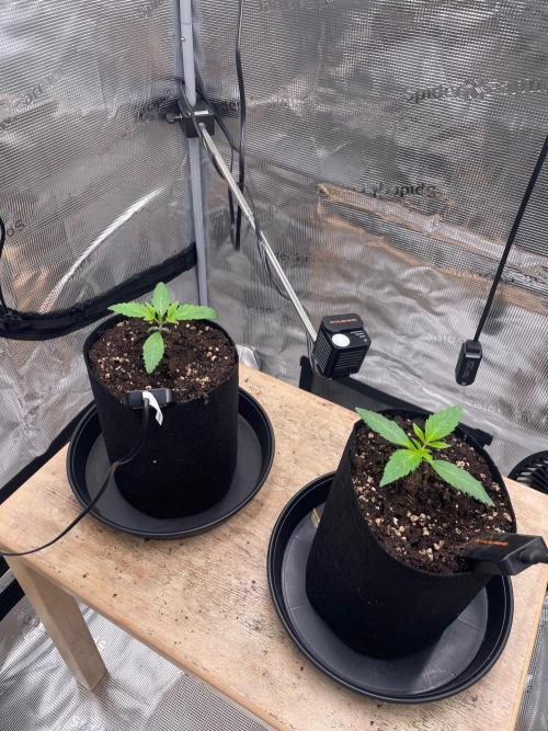 #3 RS11 x Banana OG. Week 1