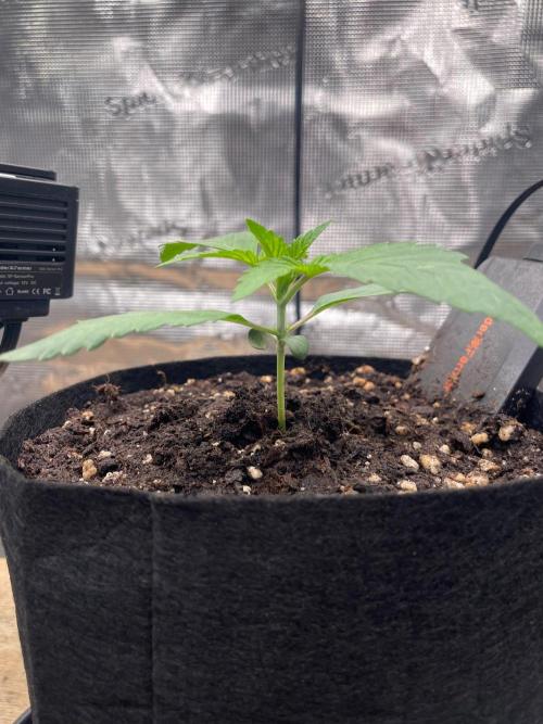 #3 RS11 x Banana OG. Week 1