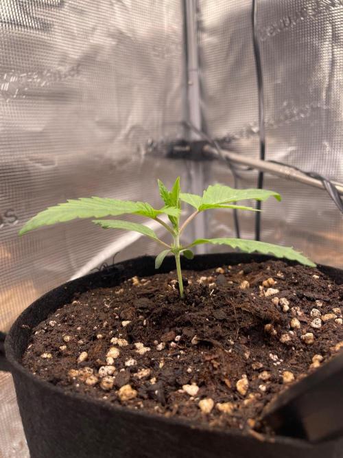 #3 RS11 x Banana OG. Week 1