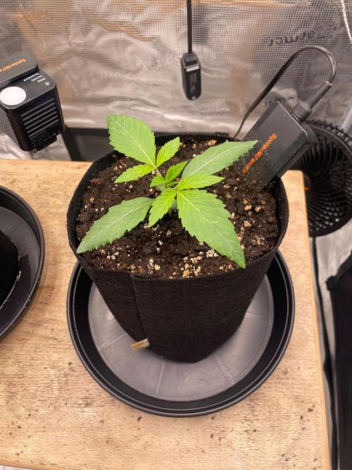 #3 RS11 x Banana OG. Week 1