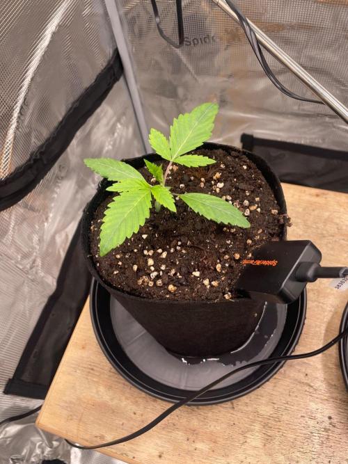 #3 RS11 x Banana OG. Week 1