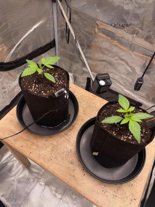 #3 RS11 x Banana OG. Week 1